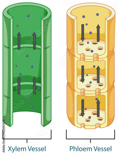 Diagram showing vascular tissue system in plants