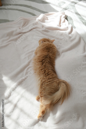 毛布の上で日向ぼっこする猫（マンチカン）