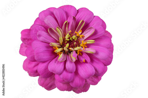 Purple zinnia flower isolated on white. Very detailed