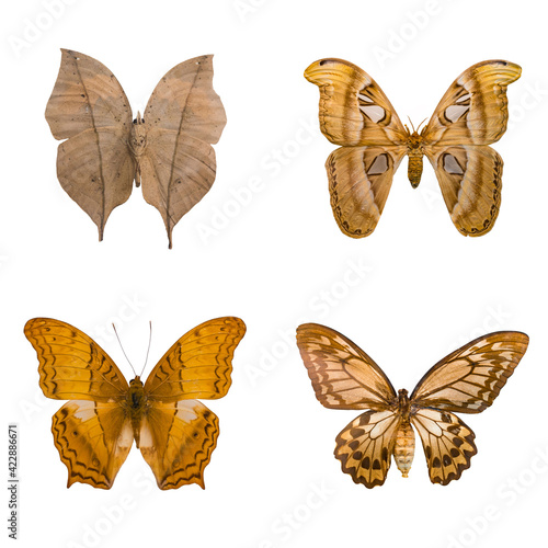 Beautiful butterfly  vindula erota  Giant butterfly Atlas Moth isolated on white background