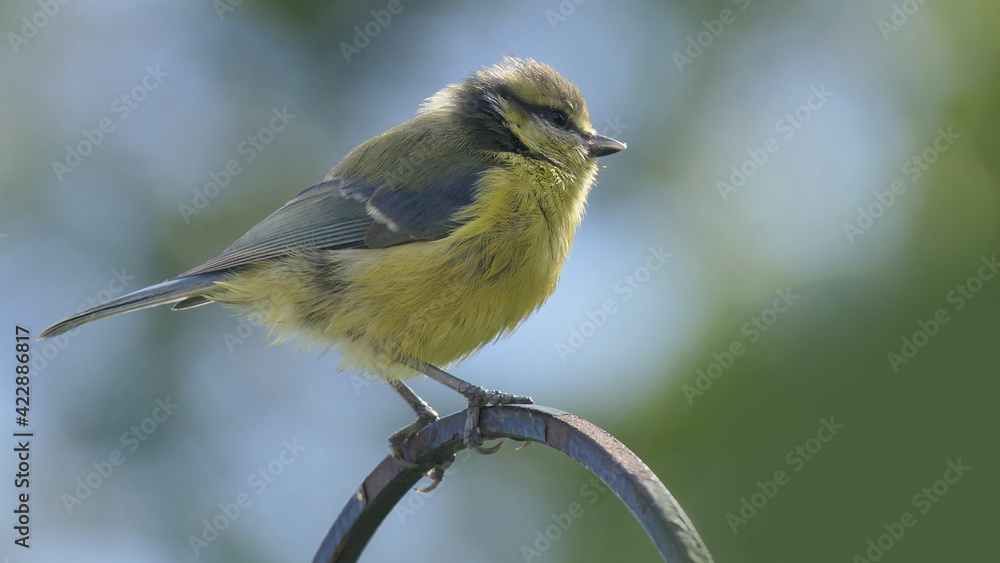Obraz premium Blue Tit sitting on a gate