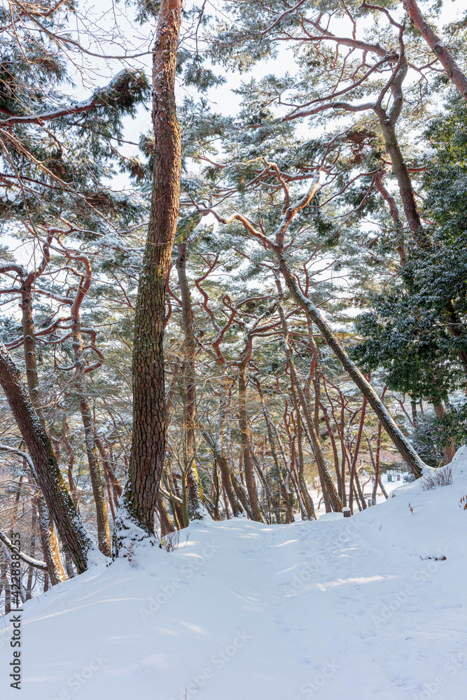 Fototapeta premium 소나무