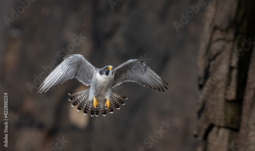 Peregrine Falcon Flying 