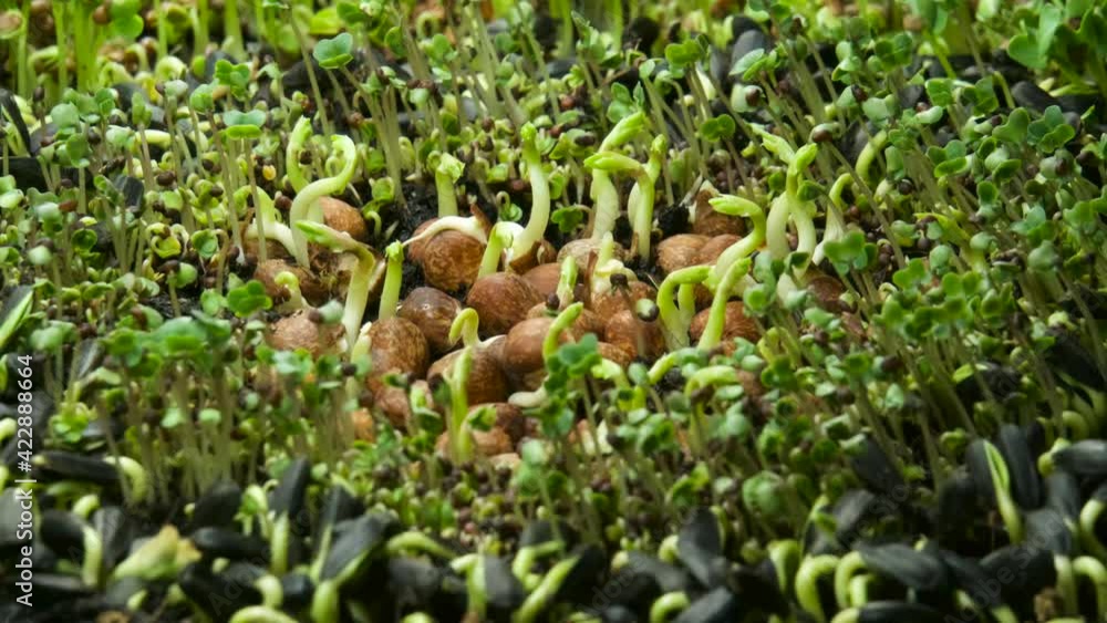 A timelapse showing a group of various sprouting seeds during the