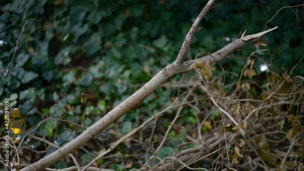 Planos detalles de las ramas de arboles en un bosque Planos detalles de las ramas de arboles en un bosque