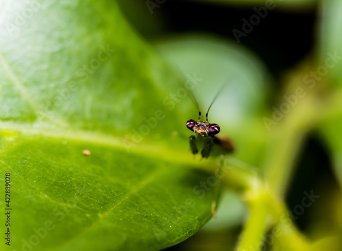 bug on leaf © Taner