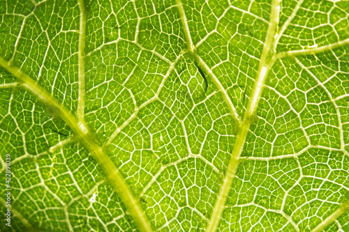 details of veins in green leaves, veins concept