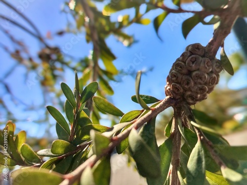 branch of a tree