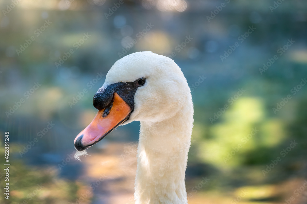 Portrait of a graceful white swan with long neck on green water background. Portrait of a graceful white swan with long neck on green water background.