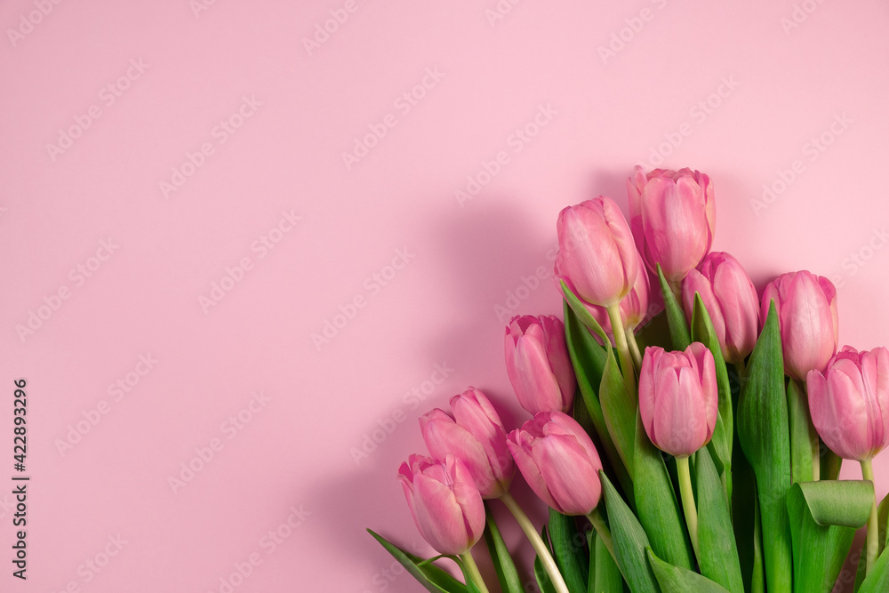 Pink tulips flowers on pink background. Card for Mothers day, 8 March, Happy Easter, Valentines Day, Birthday. Waiting for spring. Greeting card. Flat lay, top view, Copy space for text