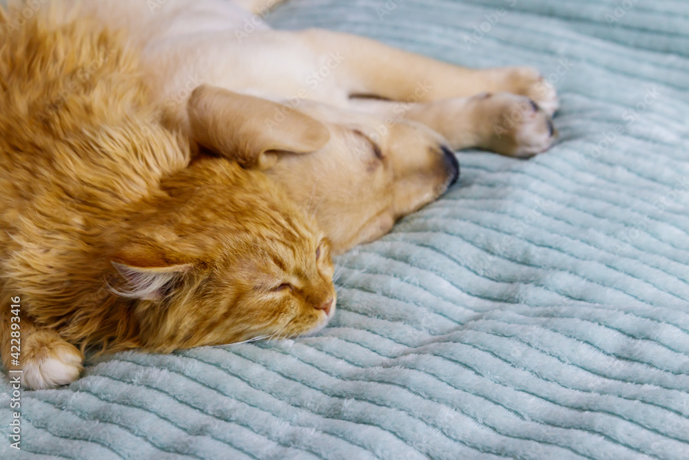 Small cute labrador retriever puppy dog and young cat on a bed. Friendship of pets