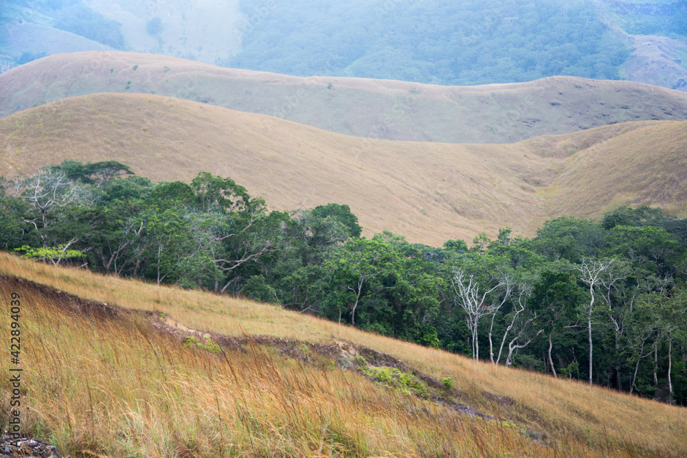 Obraz premium Gabon wildlife