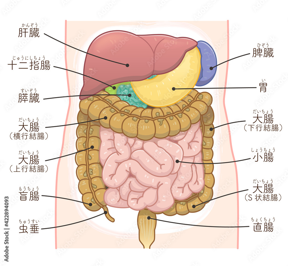 大腸 小腸 肝臓 胃のイラスト テキスト付き Stock Vektorgrafik Adobe Stock 大腸 小腸 肝臓 胃のイラスト テキスト付き Stock Vektorgrafik Adobe Stock