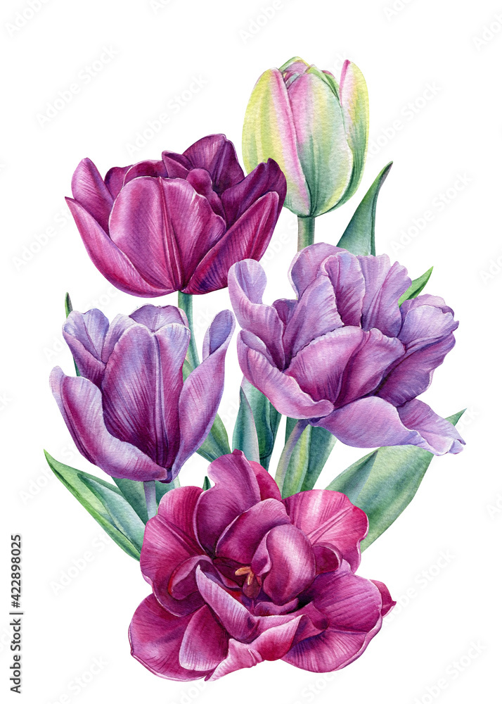 Bouquet tulips flowers on isolated white background, botanical painting. Watercolor illustration, floral design. Bouquet tulips flowers on isolated white background, botanical painting. Watercolor illustration, floral design.