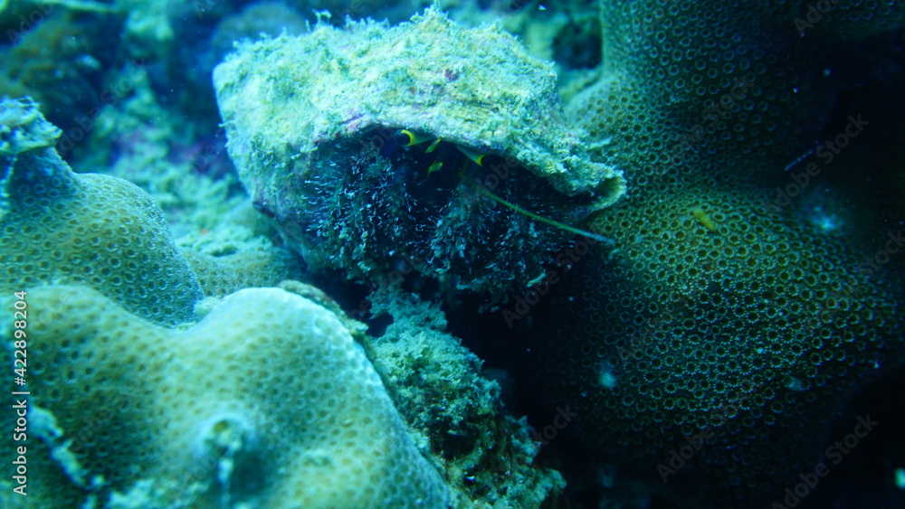 Fototapeta premium coral reef with fish