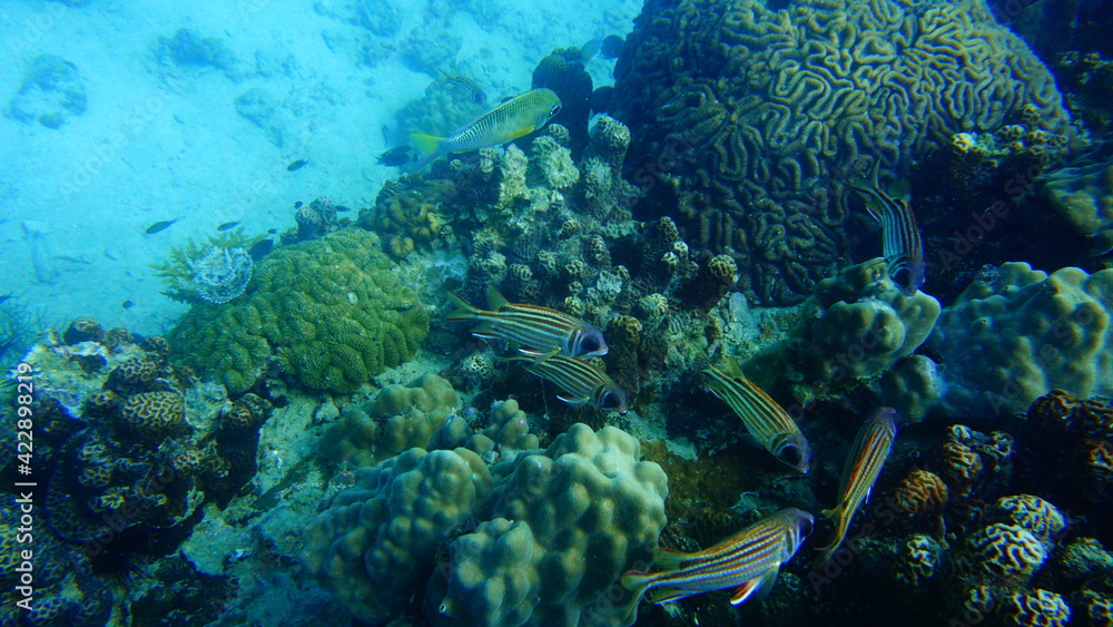 coral reef and diver coral reef and diver