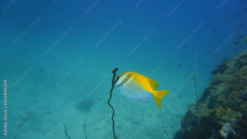 Fototapeta premium fish in aquarium