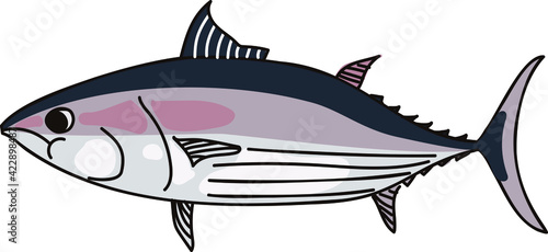 海洋生物　簡単なカツオのイラスト