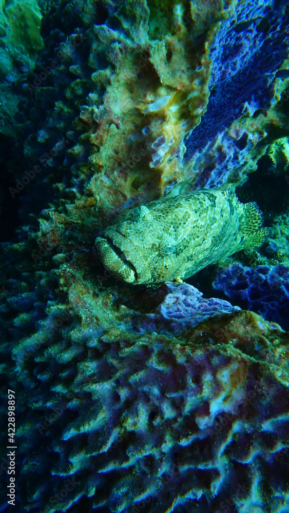 Obraz premium fish in aquarium