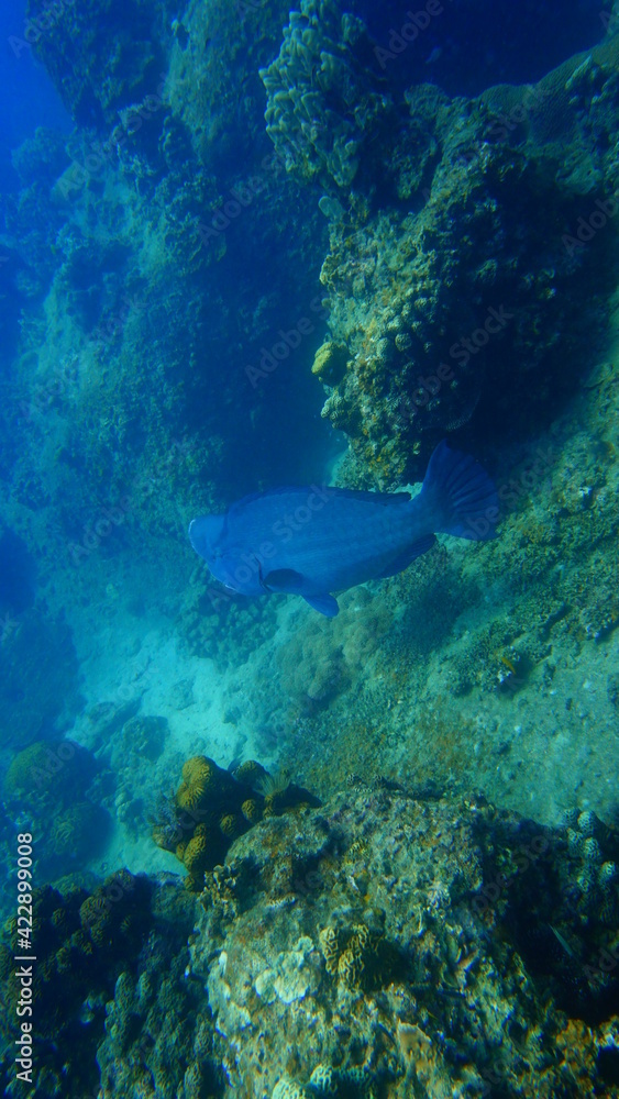 Fototapeta premium coral reef and diver