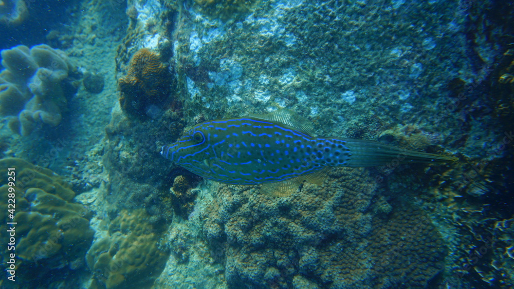 fish in the sea fish in the sea