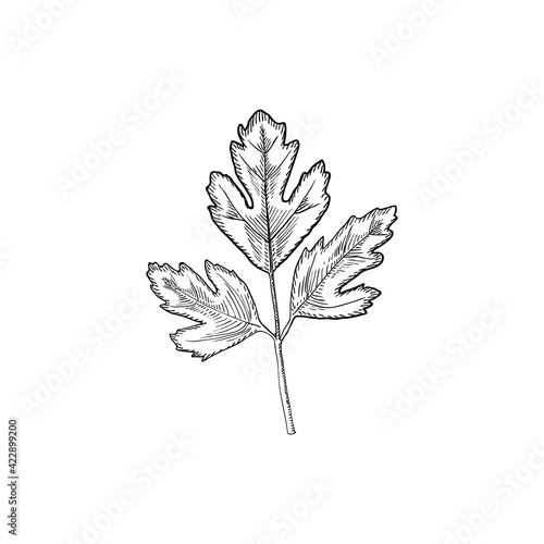 Parsley plant, seasoning and culinary herb, hand drawn sketch vector illustration, vintage engraving isolated on white background.