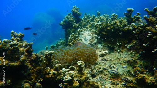 coral reef and diver