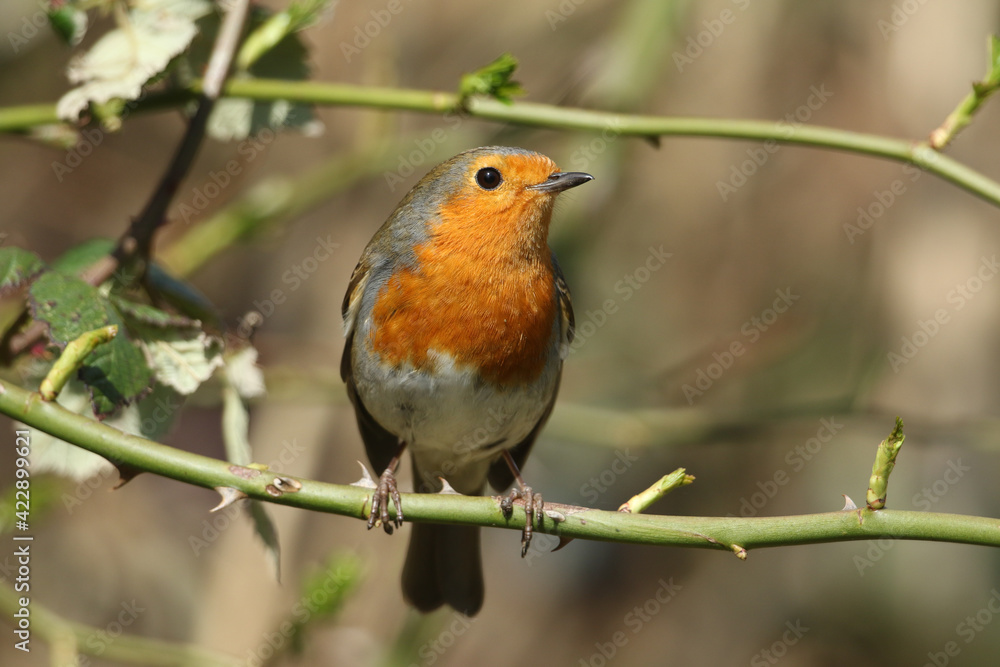 A pretty Robin, Erithacus rubecula, perching on a bramble bush. A pretty Robin, Erithacus rubecula, perching on a bramble bush.