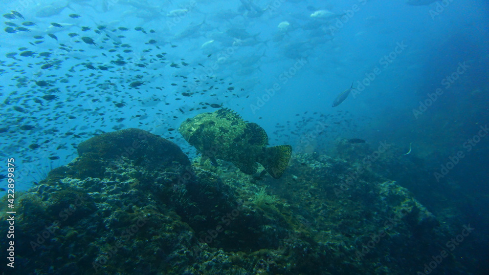 Obraz premium scuba diver and coral reef
