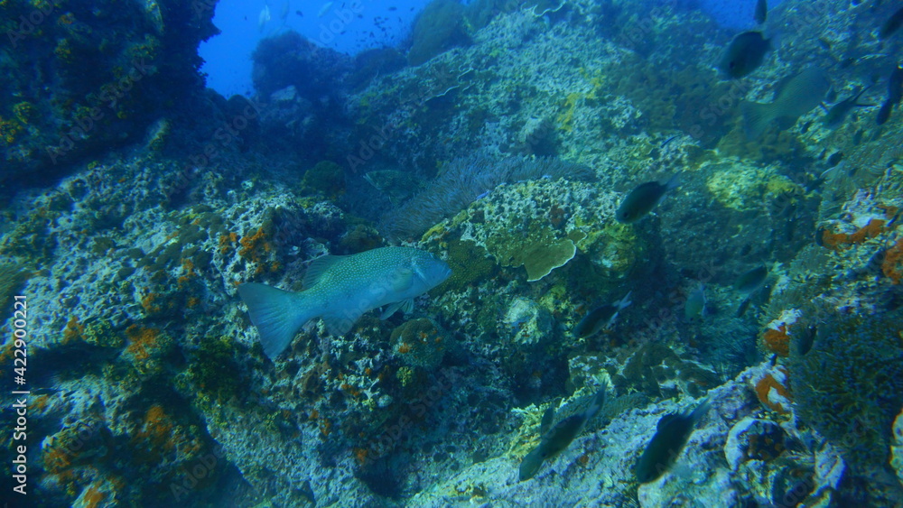 coral reef with fish coral reef with fish