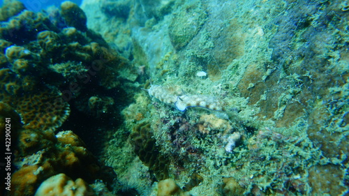 Fototapeta Naklejka Na Ścianę i Meble -  coral reef with fish