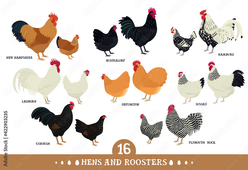 Set of domestic chickens Flat vector illustration Poultry farming Stock ...