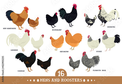 Tablou canvas Set of domestic chickens Flat vector illustration Poultry farming