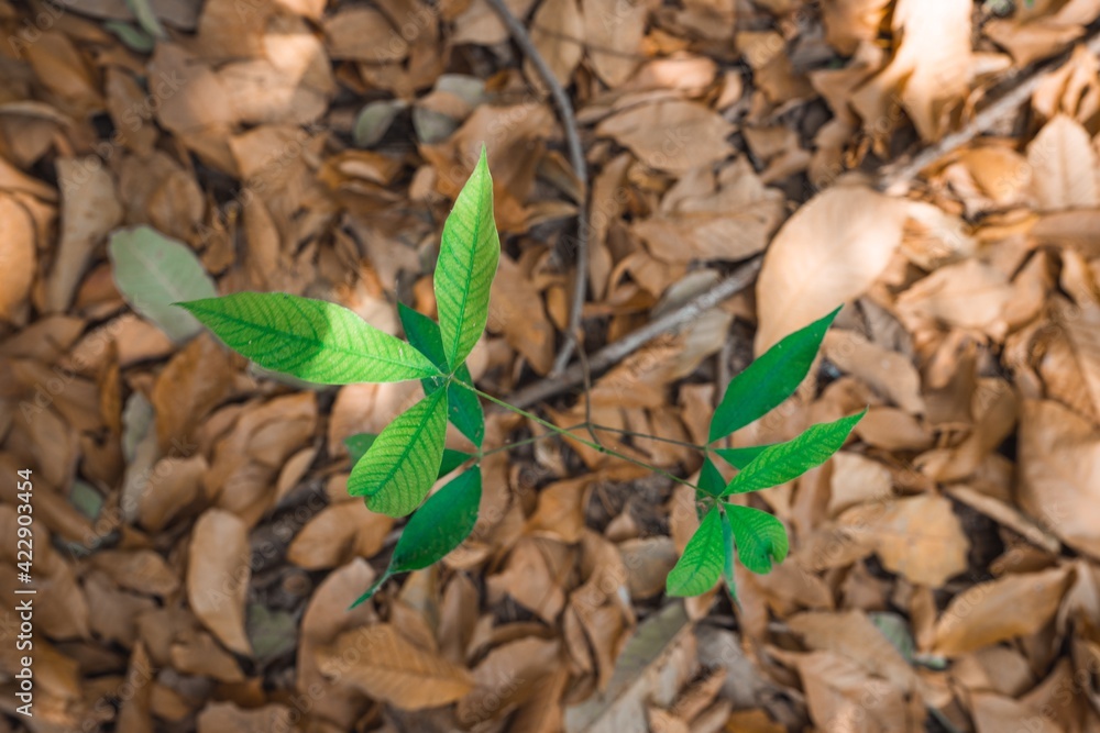 leaves in the ground leaves in the ground