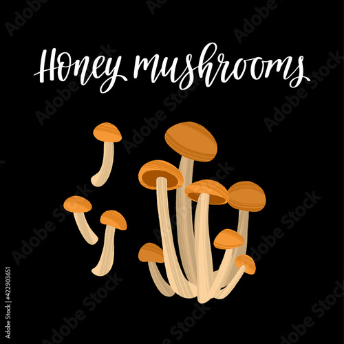 Fresh young honey mushrooms. Healthy nutrition product.