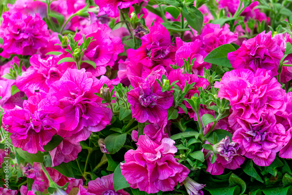 A background of terry, bright pink petunias, a close-up shot in the garden.