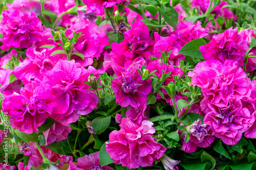 A background of terry, bright pink petunias, a close-up shot in the garden.