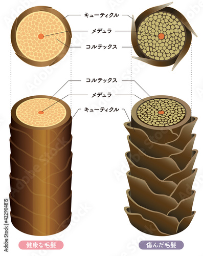 Hair cross section 4_3