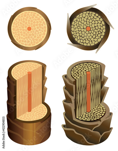 Hair cross section 5_3 No commentary