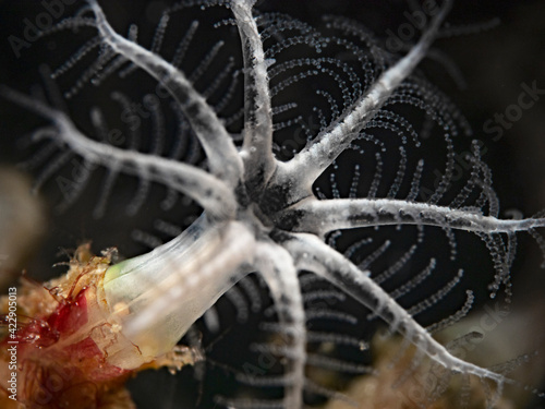 Photos Super close up photography of a coral polyp