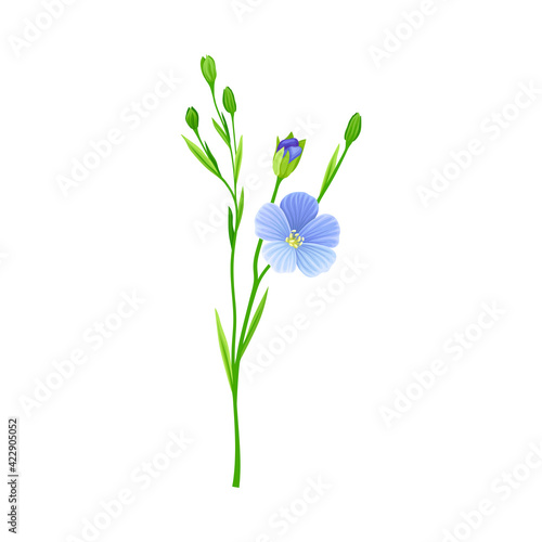 Flax or Linseed as Cultivated Flowering Plant Specie with Blue Flowers on Stem Vector Illustration