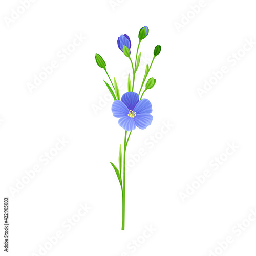 Flax or Linseed as Cultivated Flowering Plant Specie with Blue Flowers on Stem Vector Illustration