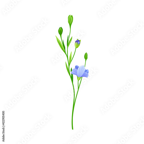 Blue Common Flax or Linseed Cultivated Flowering Plant Specie Vector Illustration © Happypictures