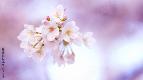 桜の花 イメージ