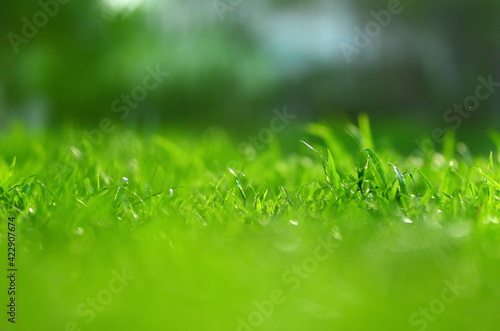 Grass field, natural green blur background and foreground. Selective focus at the middle.