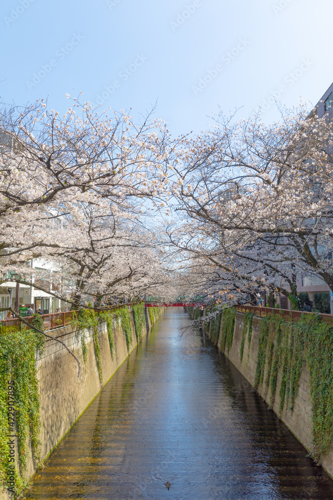 Sakura Cherry Blossom