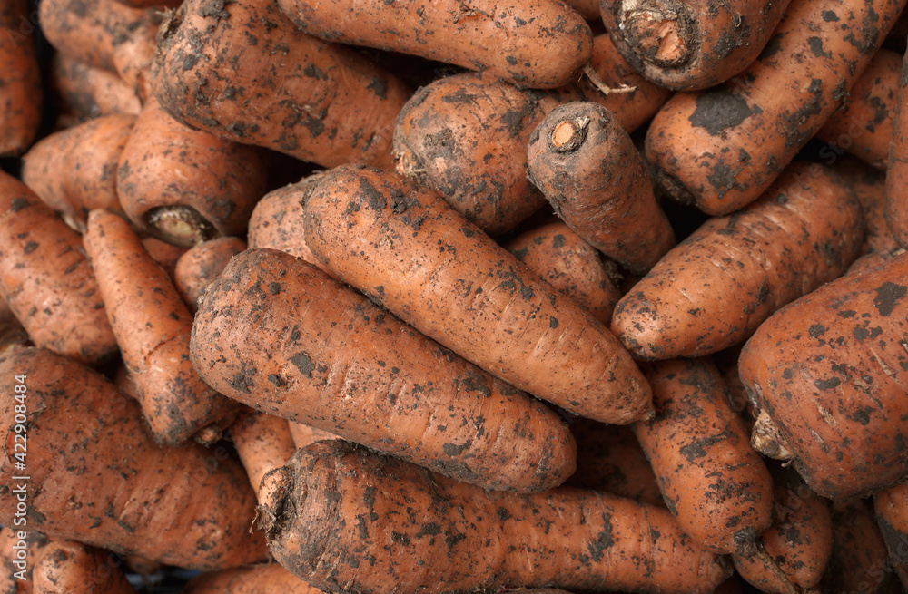 background with fresh juicy organic carrots background with fresh juicy organic carrots