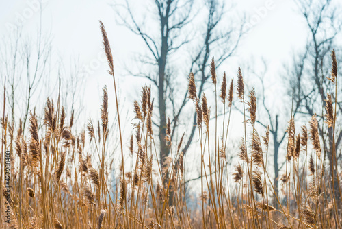 Field with trees, reed and bushes in wetland in bright sunlight in spring, Almere, Flevoland, The Netherlands, March 24, 2021 © Naj