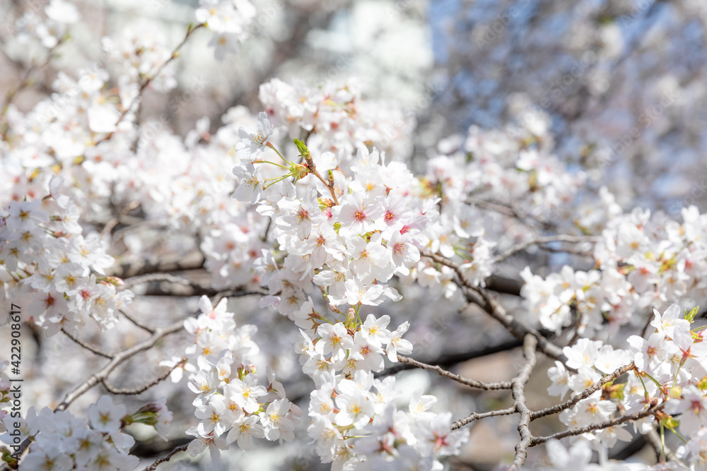 Obraz premium Sakura Cherry Blossom