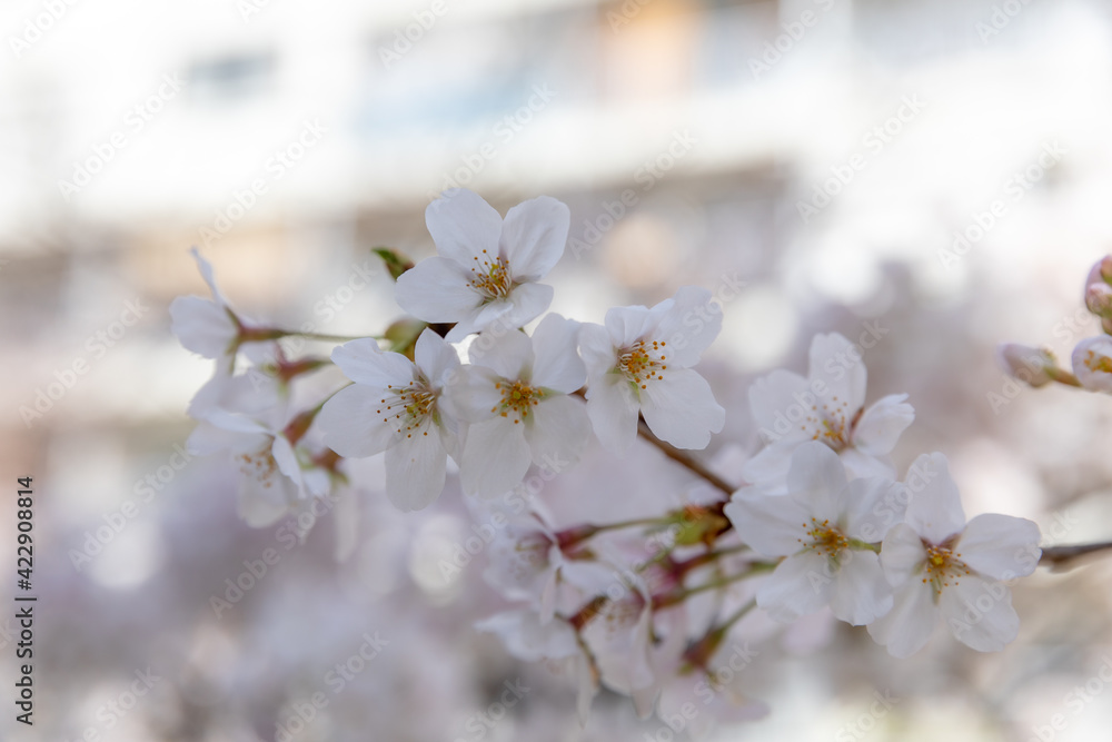 Obraz premium Sakura Cherry Blossom